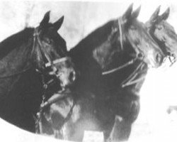 Zuchtstute Damenschwester (Trakehner, 1923, von Dampfross)