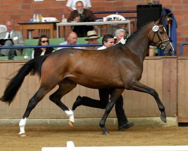 broodmare Sky Lady (Trakehner, 2005, from Cadeau)