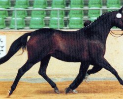 broodmare Ulla IX (Trakehner, 1992, from Bartholdy)