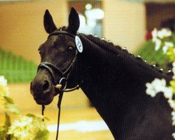 broodmare Ulrike V (Trakehner, 1980, from Istanbul)