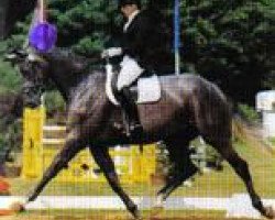 horse Hand in Love K (Trakehner,  , from Hand in Glove xx)