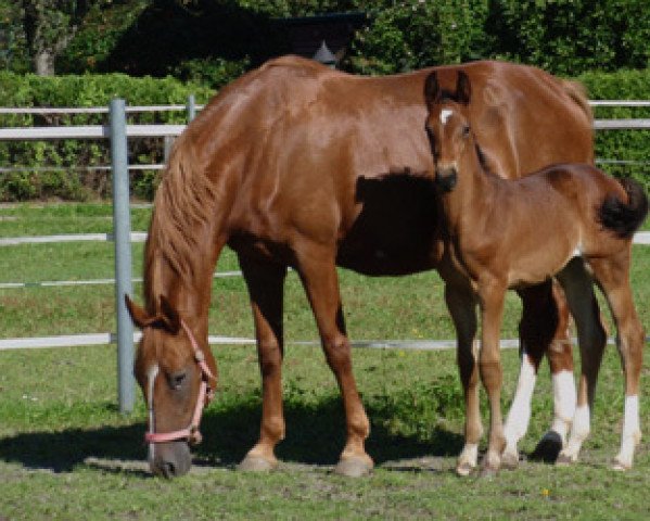 dressage horse Friday Rose (Austrian Warmblood, 2010, from Florett As)