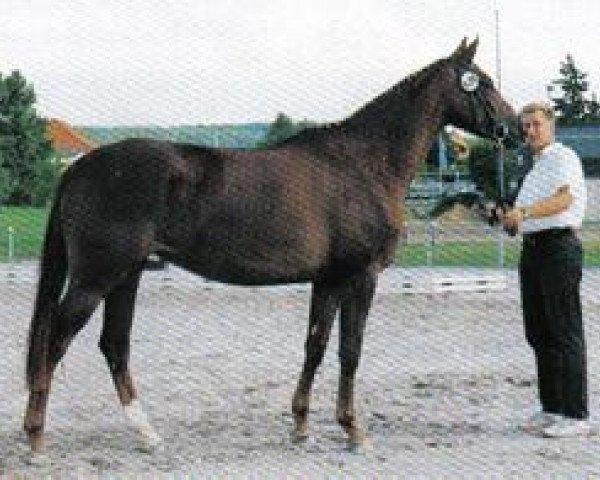 Pferd Haiti K (Trakehner,  , von Van Deyk)