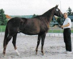 horse Haiti K (Trakehner,  , from Van Deyk)