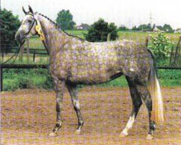 broodmare Habsburg (Trakehner, 1990, from Fahnentraeger II)