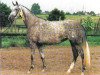 broodmare Habsburg (Trakehner, 1990, from Fahnentraeger II)