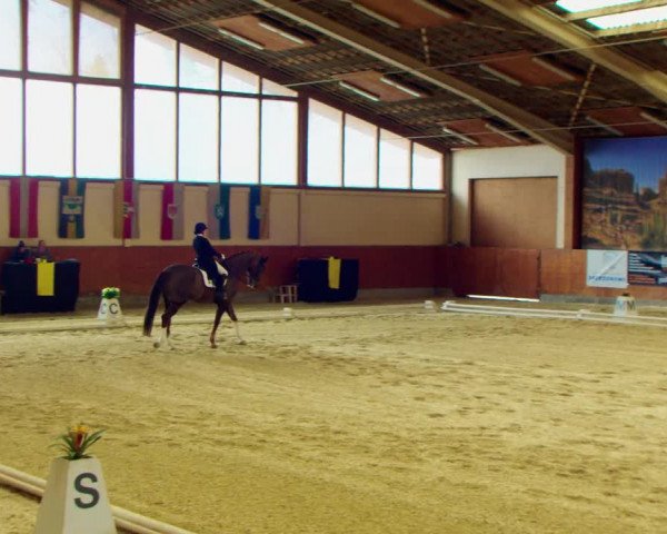 Dressurturnier Weikersdorf am Steinfelde 2022