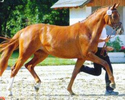 broodmare Symphonie XII (Trakehner, 2002, from Sixtus)