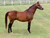 stallion Manila xx (Thoroughbred, 1983, from Lyphard xx)