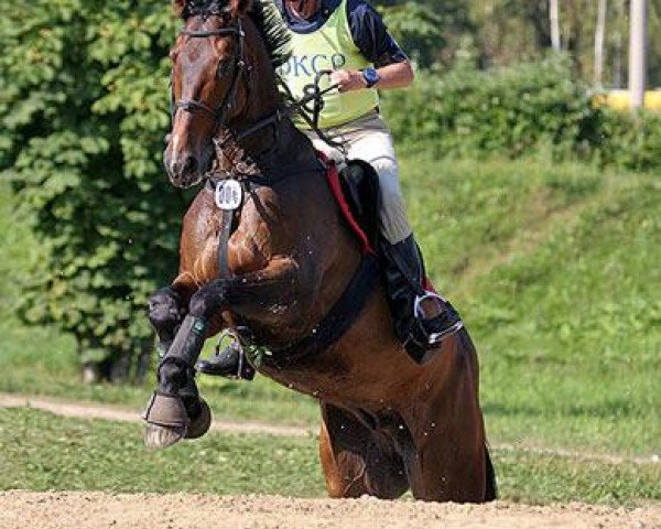 Pferd Paul vom Gäu (Trakehner,  , von Beg xx)