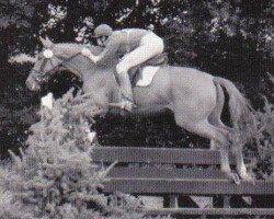 broodmare Pavlova (Trakehner, 1985, from Sokrates)