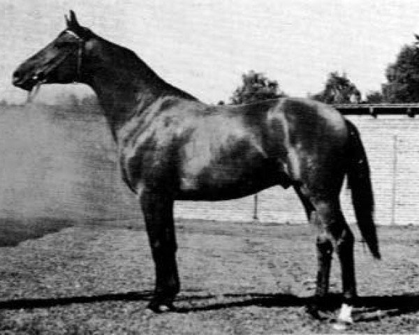 stallion Italiener (Trakehner, 1968, from Anteil)