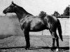 stallion Italiener (Trakehner, 1968, from Anteil)