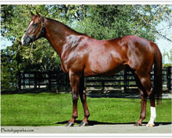 stallion Atticus xx (Thoroughbred, 1992, from Nureyev xx)