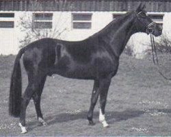 stallion Polarpunkt (Trakehner, 1991, from Arogno)