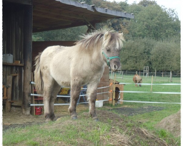 broodmare Maja vom Rindergraben (Dt.Part-bred Shetland pony, 2013, from Sondergelts Sunday Spirit)