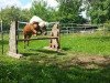 Dressurpferd Nils (Shetland Pony (unter 87 cm), 2005)