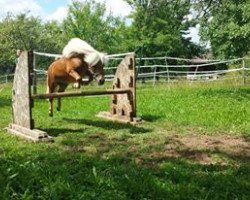 Dressurpferd Nils (Shetland Pony (unter 87 cm), 2005)