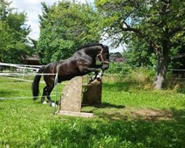 horse Moritz (Heavy Warmblood,  )