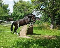 Pferd Moritz (Schweres Warmblut)