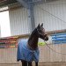 dressage horse Fullminant L (Hanoverian, 2017, from Fuechtels Floriscount OLD)