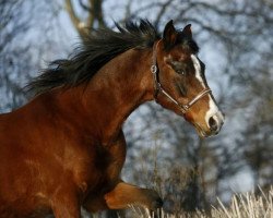 dressage horse Boljoy (German Riding Pony, 1995, from Bavarottie)