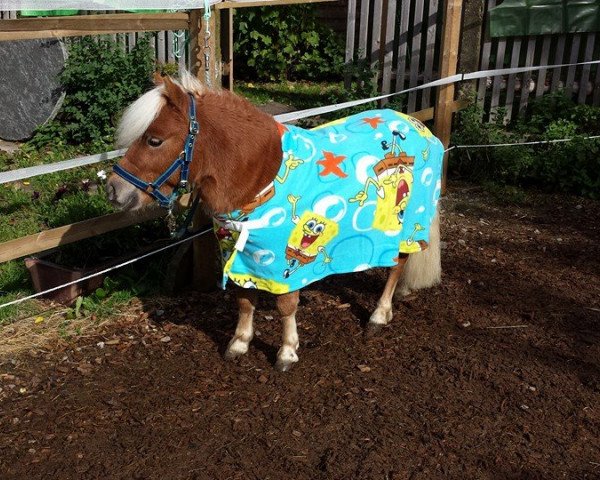 stallion Nils (Shetland Pony, 2003, from Nesch of Baltic Sea)