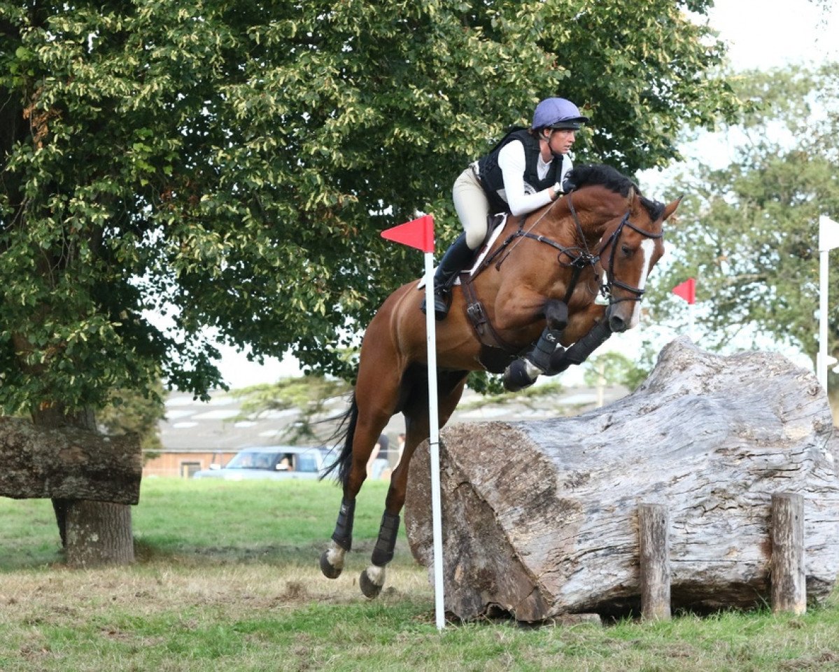 jumper President v/d Donkhoeve (Belgian Warmblood, 2015, from Vigo d'Arsouilles)