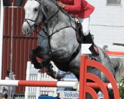 stallion Come Undone (Oldenburg show jumper, 2003, from Clinton I)