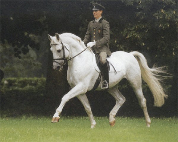 stallion Solar (Trakehner, 1988, from Altan II 1378)