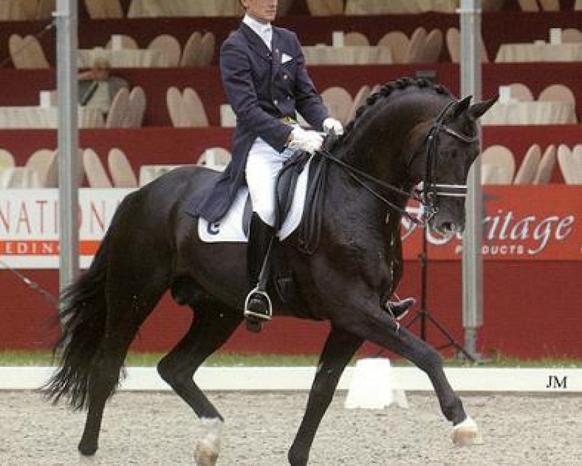 stallion Gribaldi (Trakehner, 1993, from Kostolany)