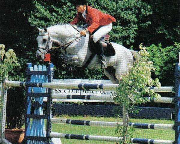 stallion Suchard (Trakehner, 1989, from Kassius)