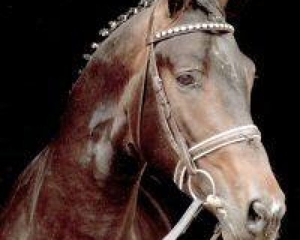 stallion Benz (Trakehner, 1988, from Rockefeller)