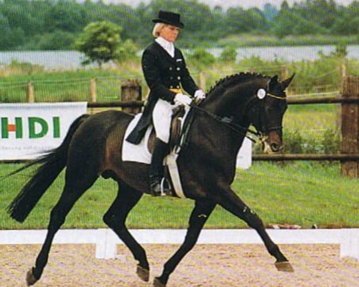 Deckhengst Benz (Trakehner, 1988, von Rockefeller)
