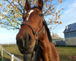 broodmare Fantasie (German Warmblood, 1999, from Pasolini)