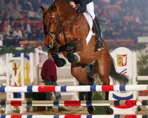 stallion Cardenio (Holsteiner, 1997, from Coriano)
