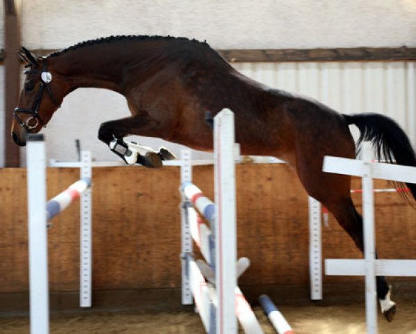 broodmare Kantate X (Trakehner, 2005, from Summertime)