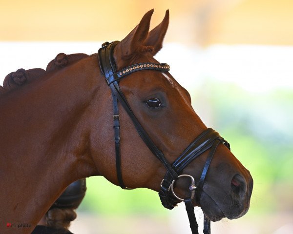 dressage horse Fjodor 12 (German Sport Horse, 2014, from For Romance I)