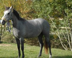 broodmare Donna Blanca (German Riding Pony, 2006, from Dein Freund)