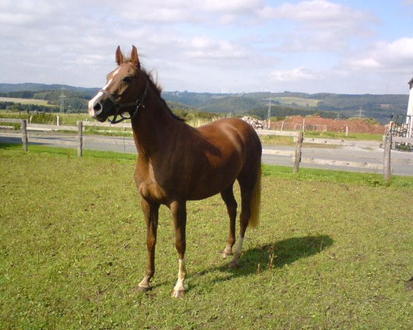 broodmare Pina (German Riding Pony, 2004, from Playboy)