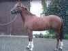 Pferd Top Dundee (Deutsches Reitpony, 2003, von Top Nantario)