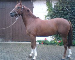 horse Top Dundee (German Riding Pony, 2003, from Top Nantario)