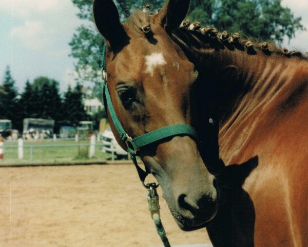 broodmare Ronja (German Riding Pony, 1991, from Rosedale Tiberius)