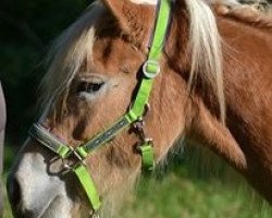 Pferd Neuseeland (Haflinger, 2012, von Noweit)