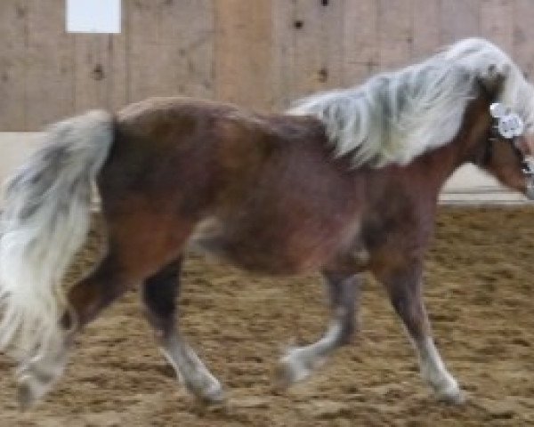 Zuchtstute Gina (Shetland Pony, 2009, von Ben-Wim)