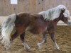 Zuchtstute Gina (Shetland Pony, 2009, von Ben-Wim)