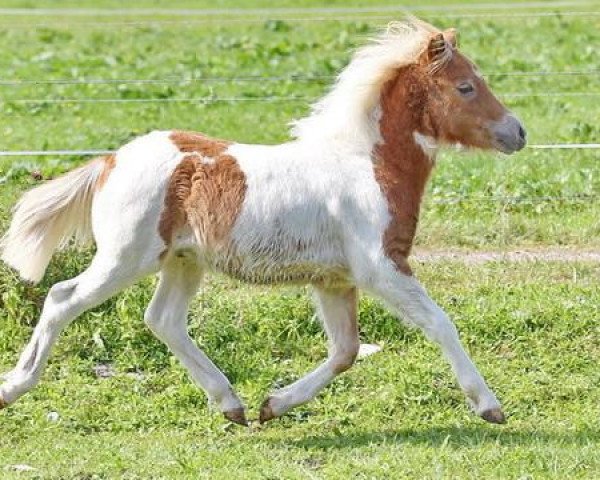 horse Oberbayern's Uncello (Shetland Pony, 2012, from Unicum van Hoeve eelwerd)