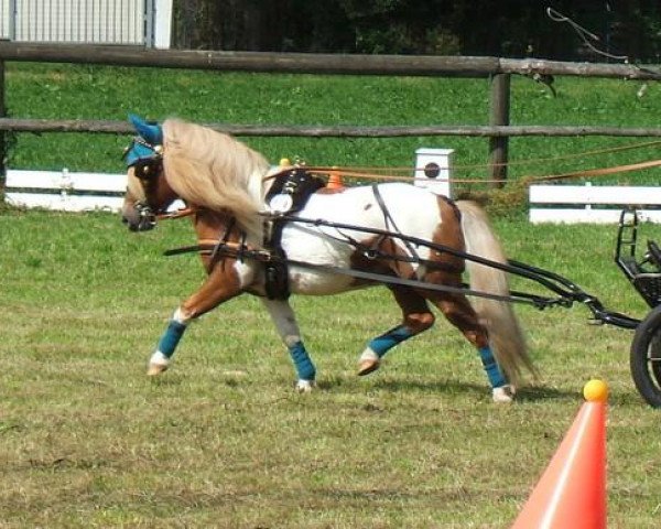 Deckhengst Unicum van Hoeve eelwerd (Shetland Pony, 2004, von Florio van de Beatrixlaan)