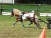 stallion Unicum van Hoeve eelwerd (Shetland Pony, 2004, from Florio van de Beatrixlaan)