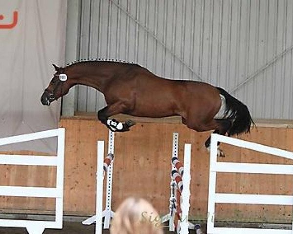 jumper Herbstsommer (Trakehner, 2011, from Abendtanz)